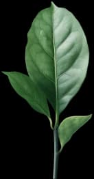 A green argan leaf